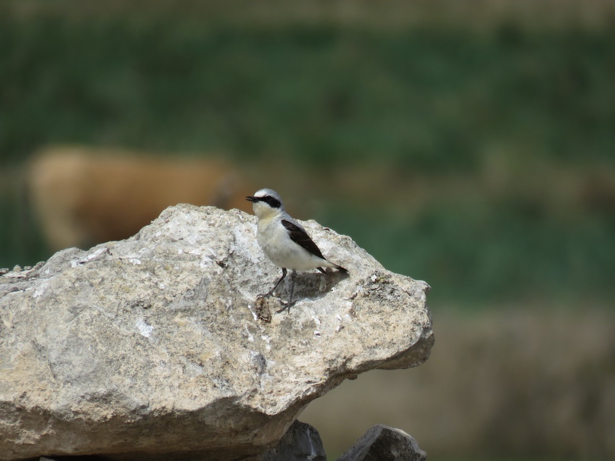 Northern Wheatear - ML583258911