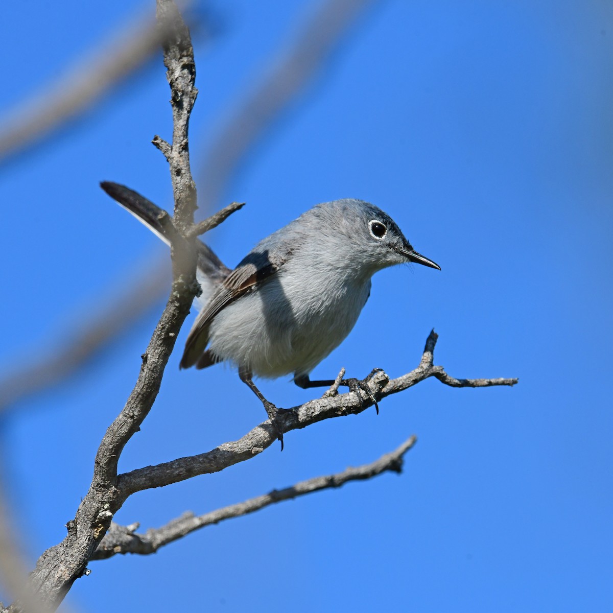 Blue-gray Gnatcatcher - ML583259401