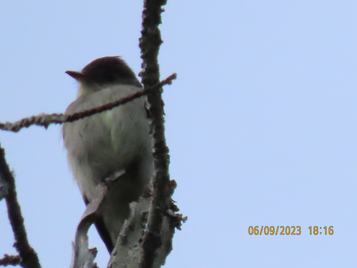 Eastern Wood-Pewee - ML583261201