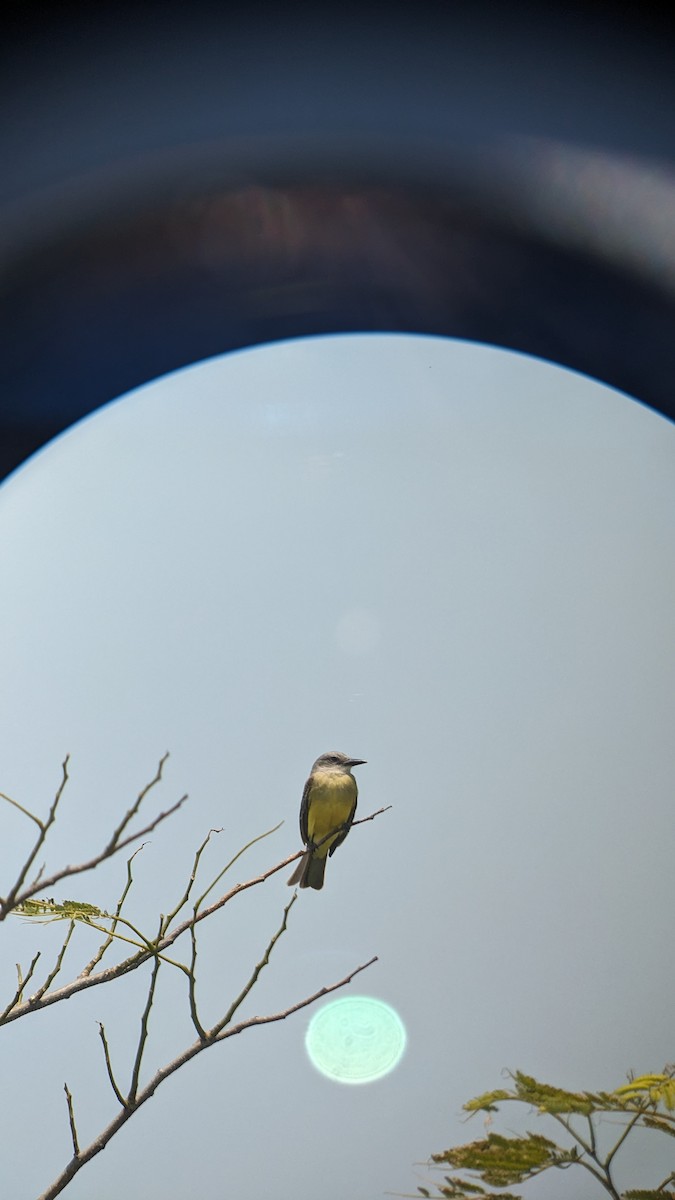 Tropical Kingbird - ML583261261