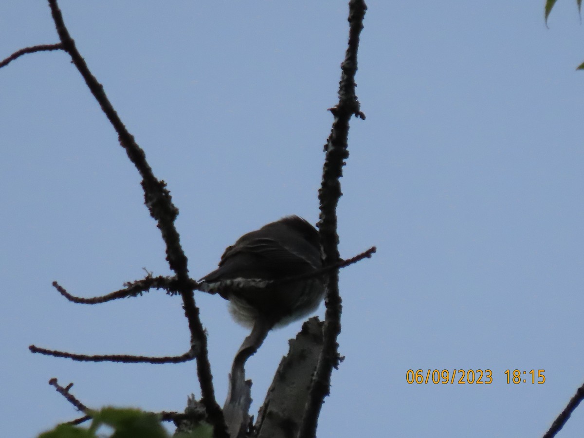 Eastern Wood-Pewee - ML583261271