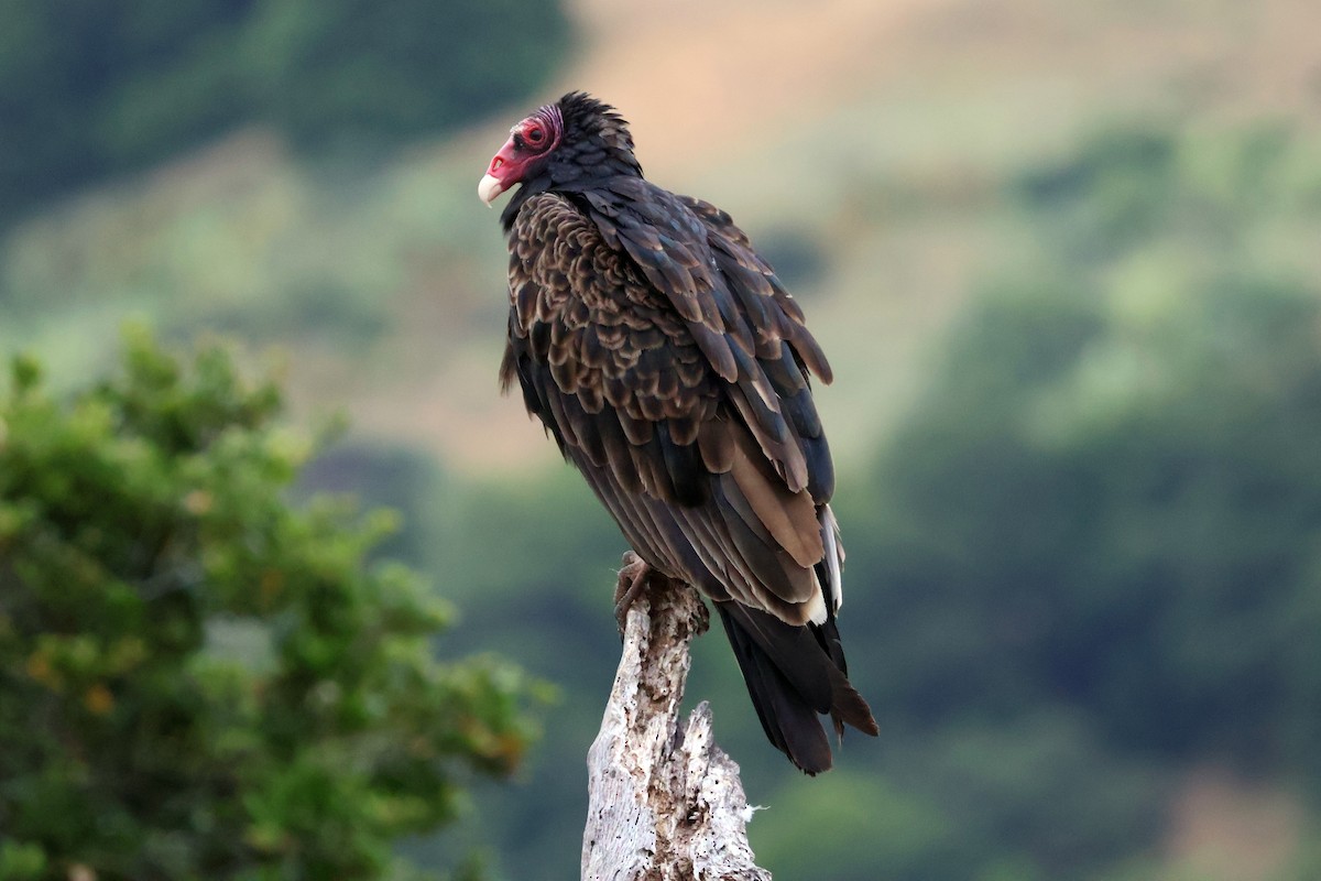 Turkey Vulture - ML583261441