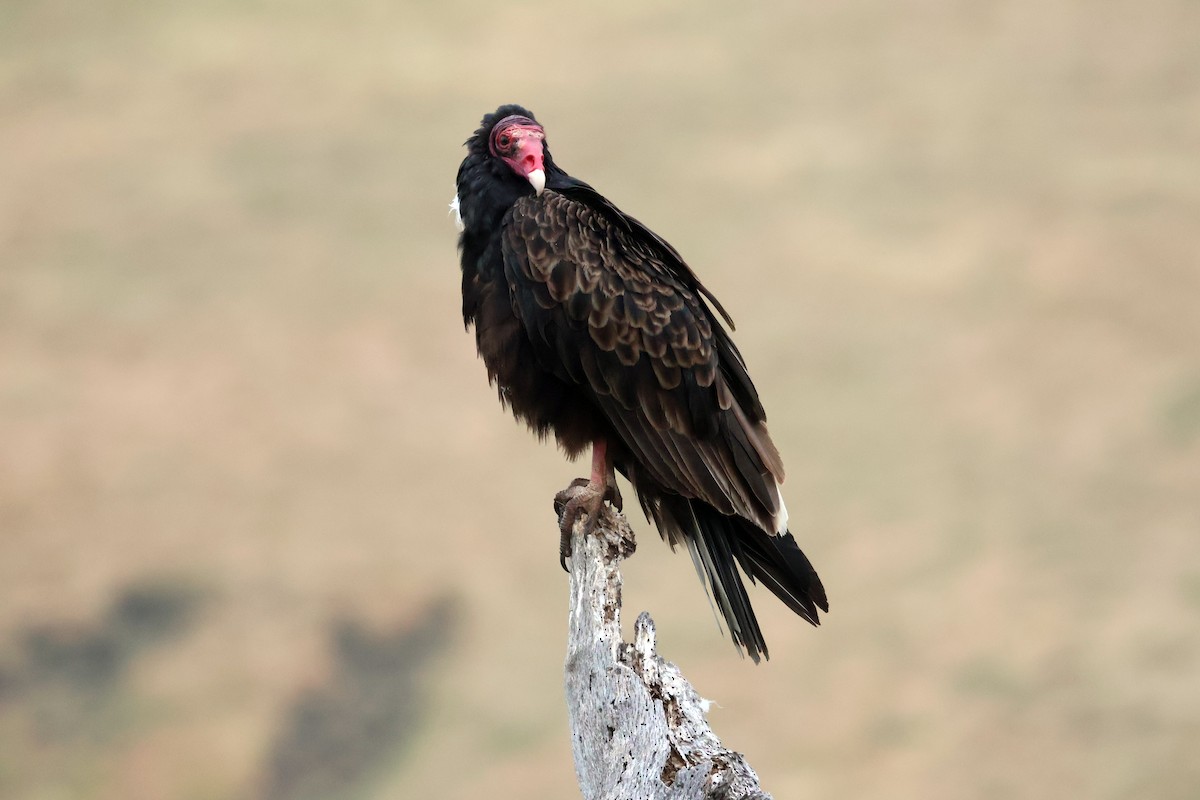 Turkey Vulture - ML583261571