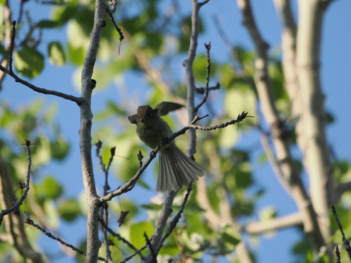 Western Flycatcher (Cordilleran) - ML583262961