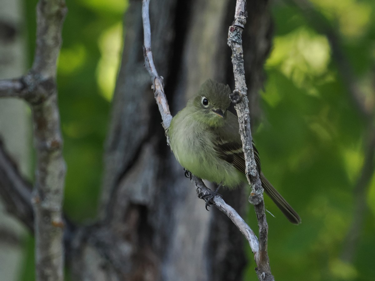 Western Flycatcher (Cordilleran) - ML583263021