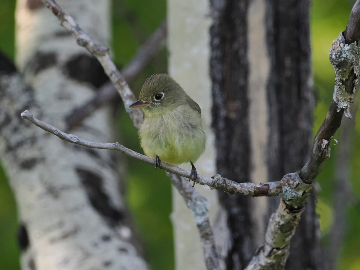 Western Flycatcher (Cordilleran) - ML583263131