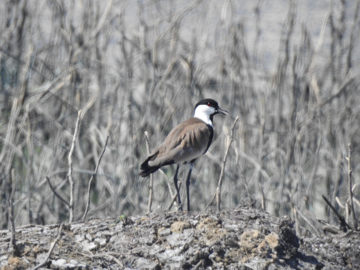 Spur-winged Lapwing - ML583263401