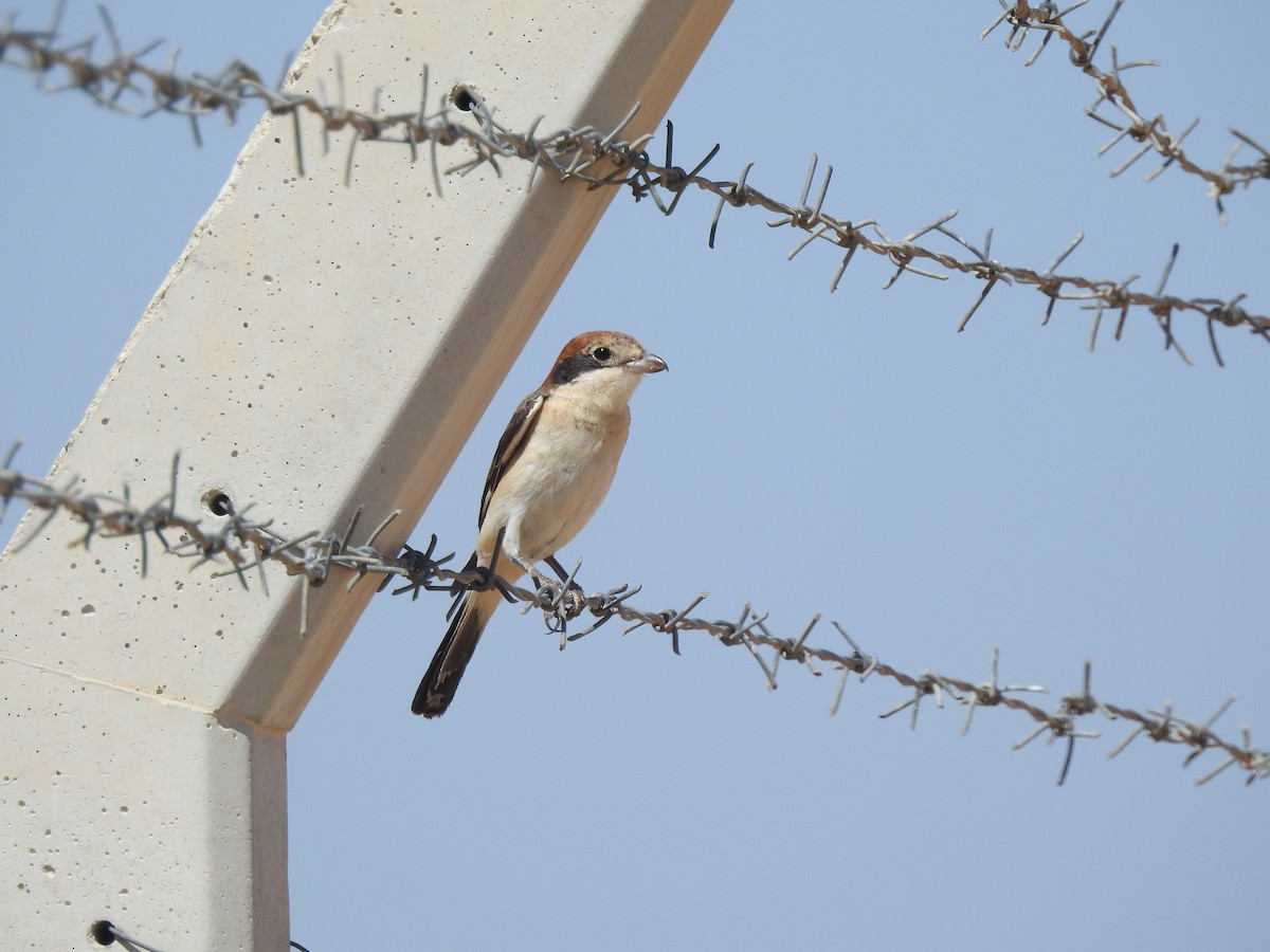 Woodchat Shrike - Yusuf Durmuş