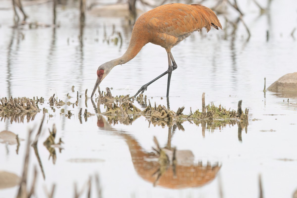 Sandhill Crane - ML583264801