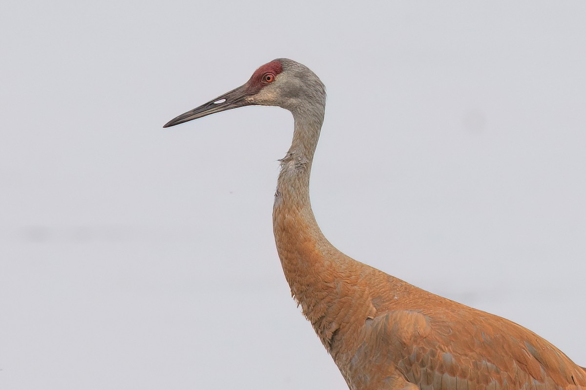 Sandhill Crane - ML583264931