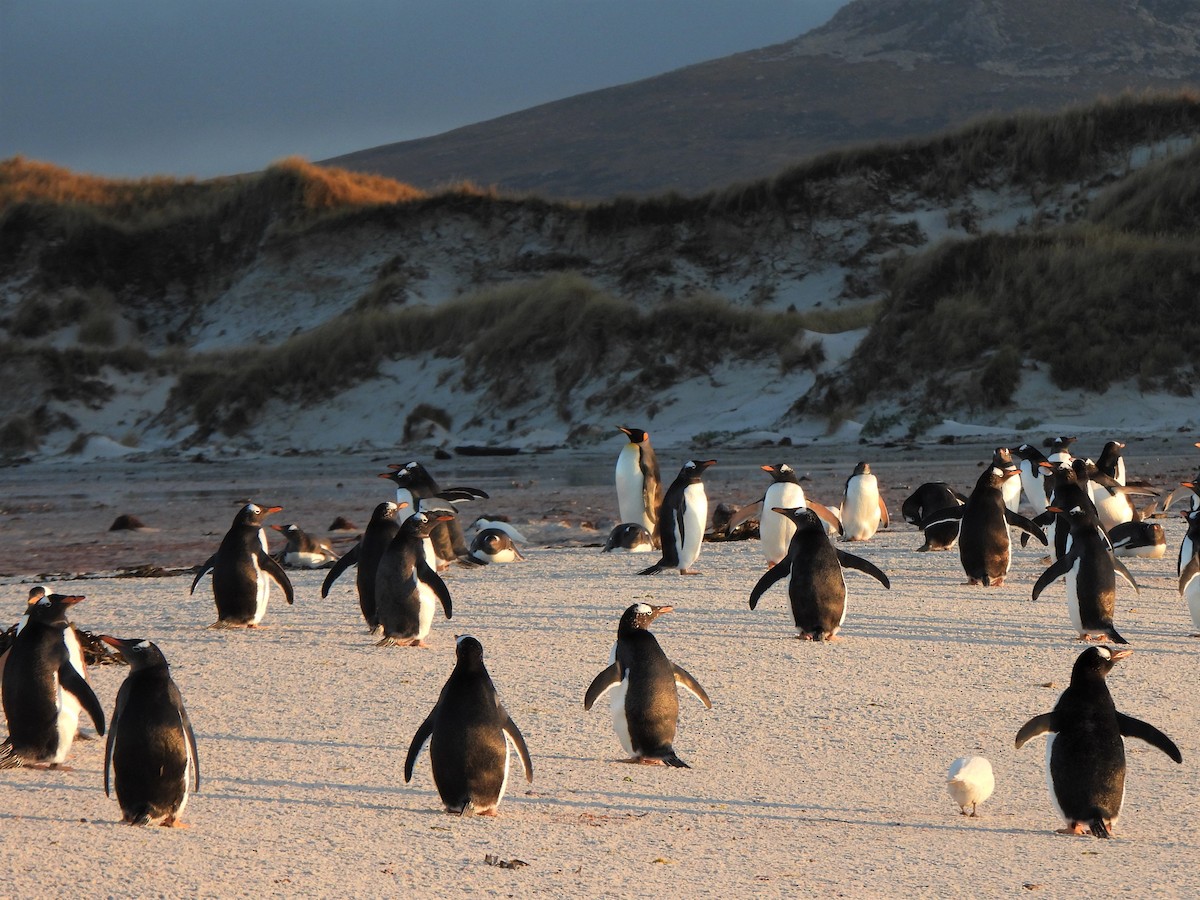 Gentoo Penguin - ML583265121