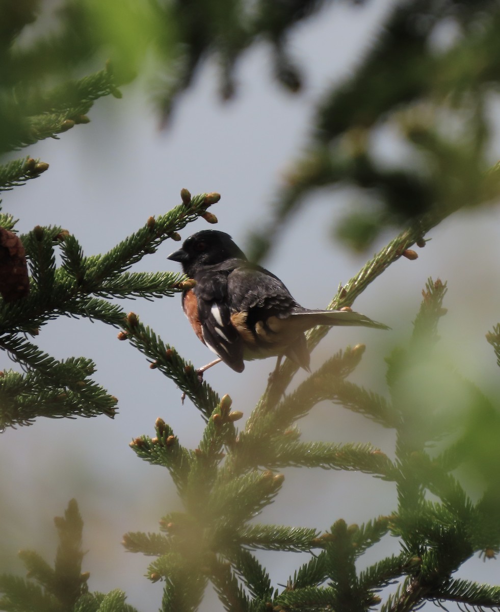 Eastern Towhee - Tova Mellen