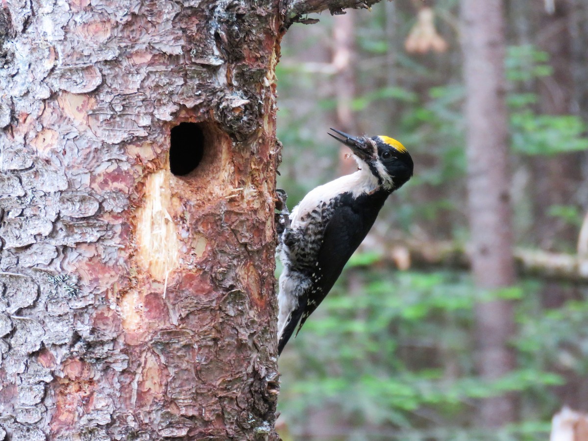 Black-backed Woodpecker - ML583265431
