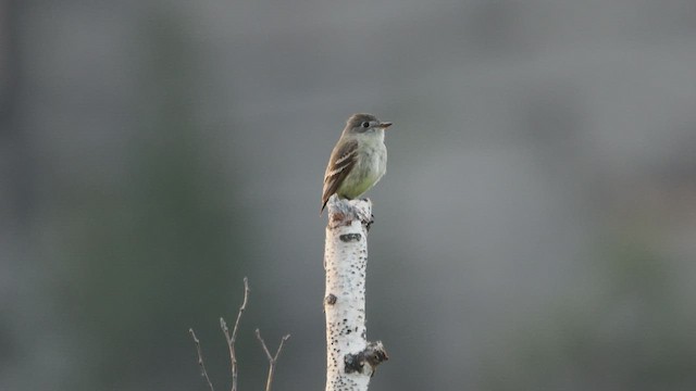 Dusky Flycatcher - ML583265561