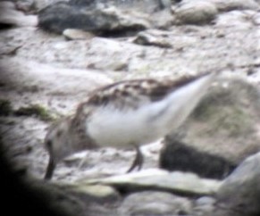 Semipalmated Sandpiper - ML583265611