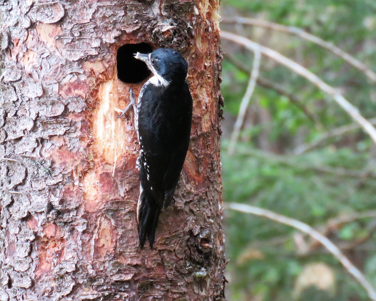 Black-backed Woodpecker - ML583265671