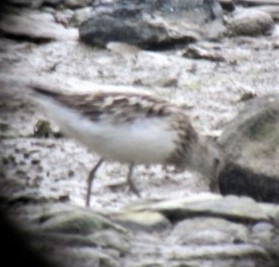 Semipalmated Sandpiper - ML583265681