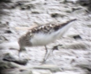 Semipalmated Sandpiper - ML583265741