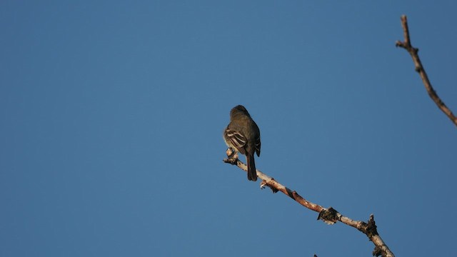 Dusky Flycatcher - ML583265781