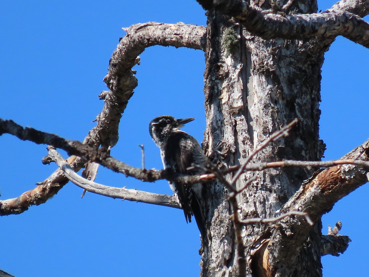 American Three-toed Woodpecker - ML583266171