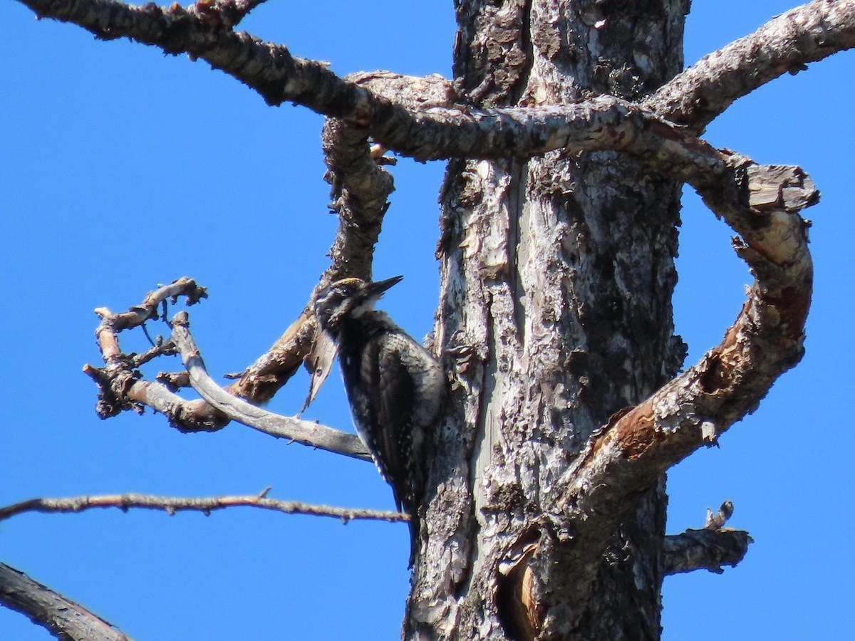 American Three-toed Woodpecker - ML583266181