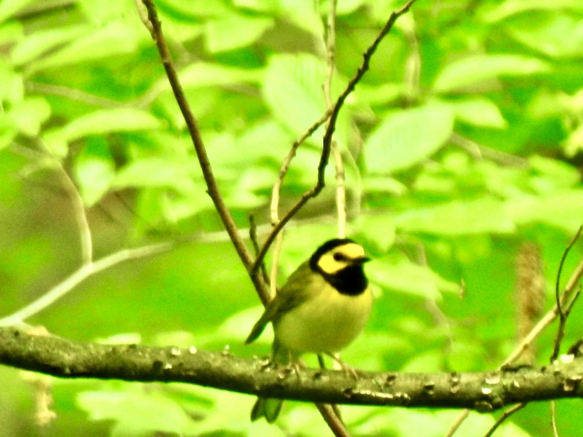 Hooded Warbler - ML583266211