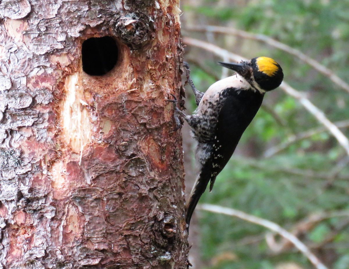 Black-backed Woodpecker - ML583266331