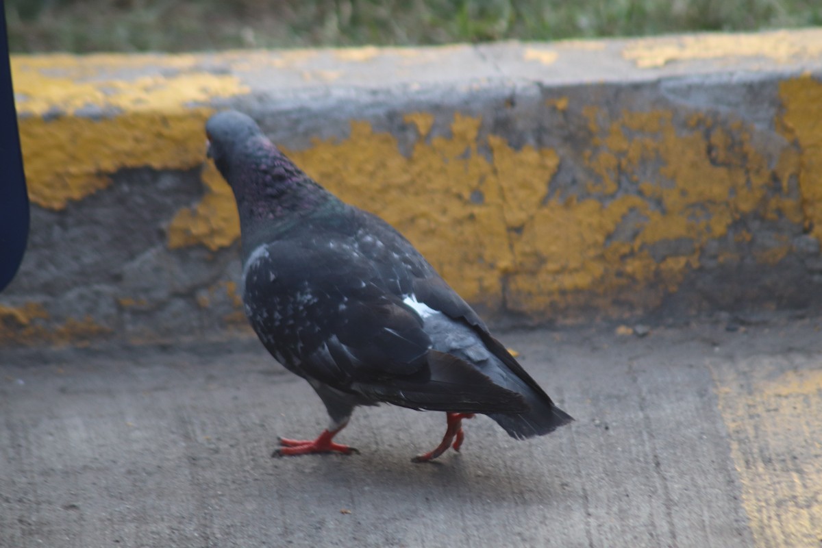 Rock Pigeon (Feral Pigeon) - ML583266371