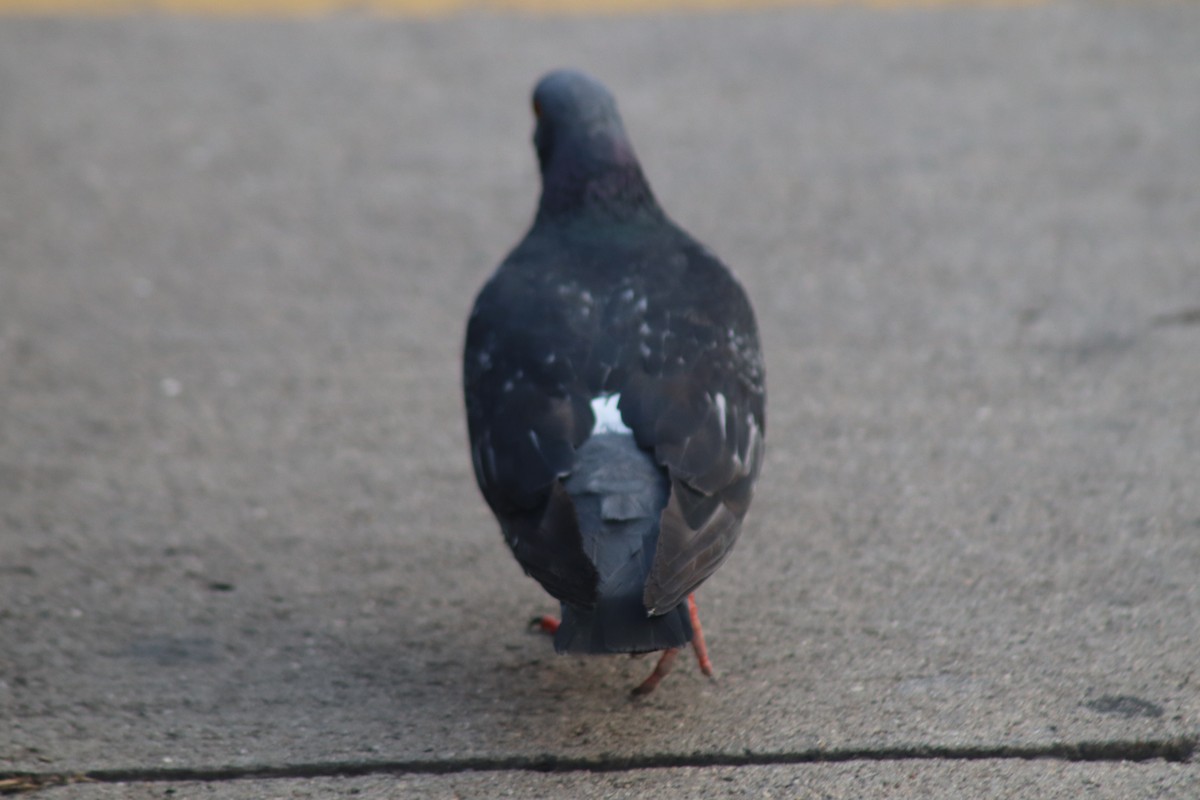 Rock Pigeon (Feral Pigeon) - ML583266381