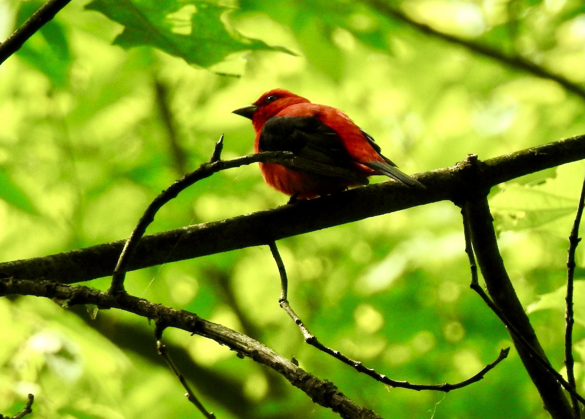 Scarlet Tanager - ML583266391