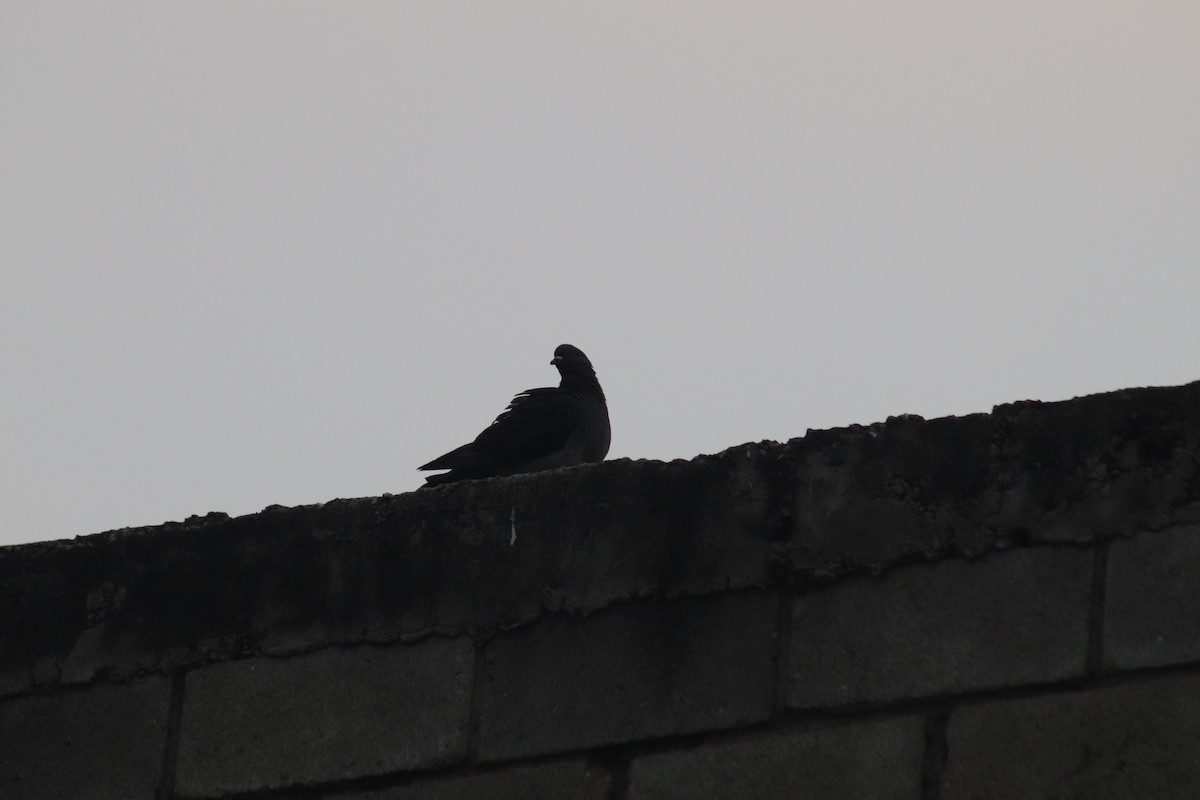 Rock Pigeon (Feral Pigeon) - ML583266551