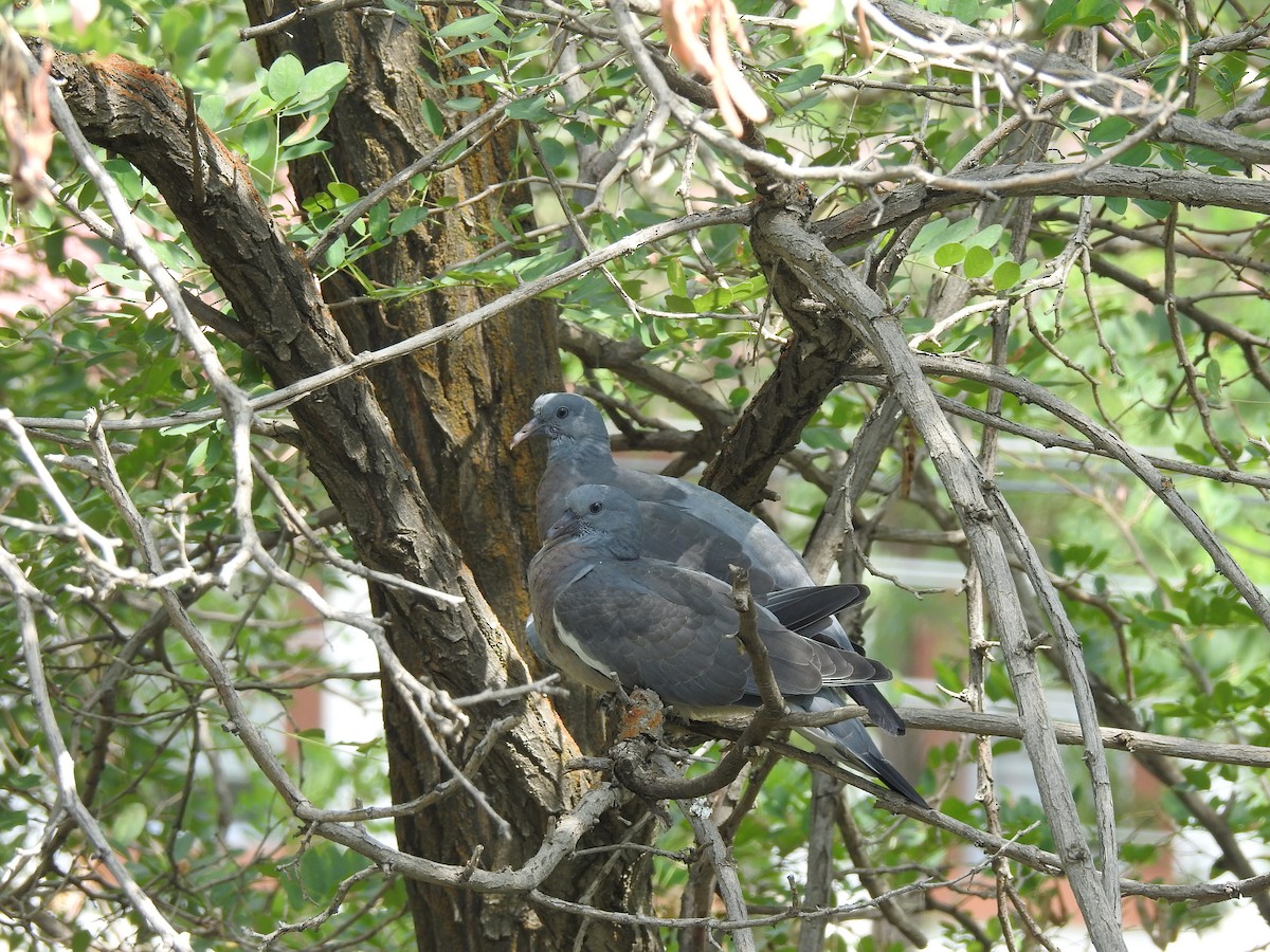 Common Wood-Pigeon - ML583266581