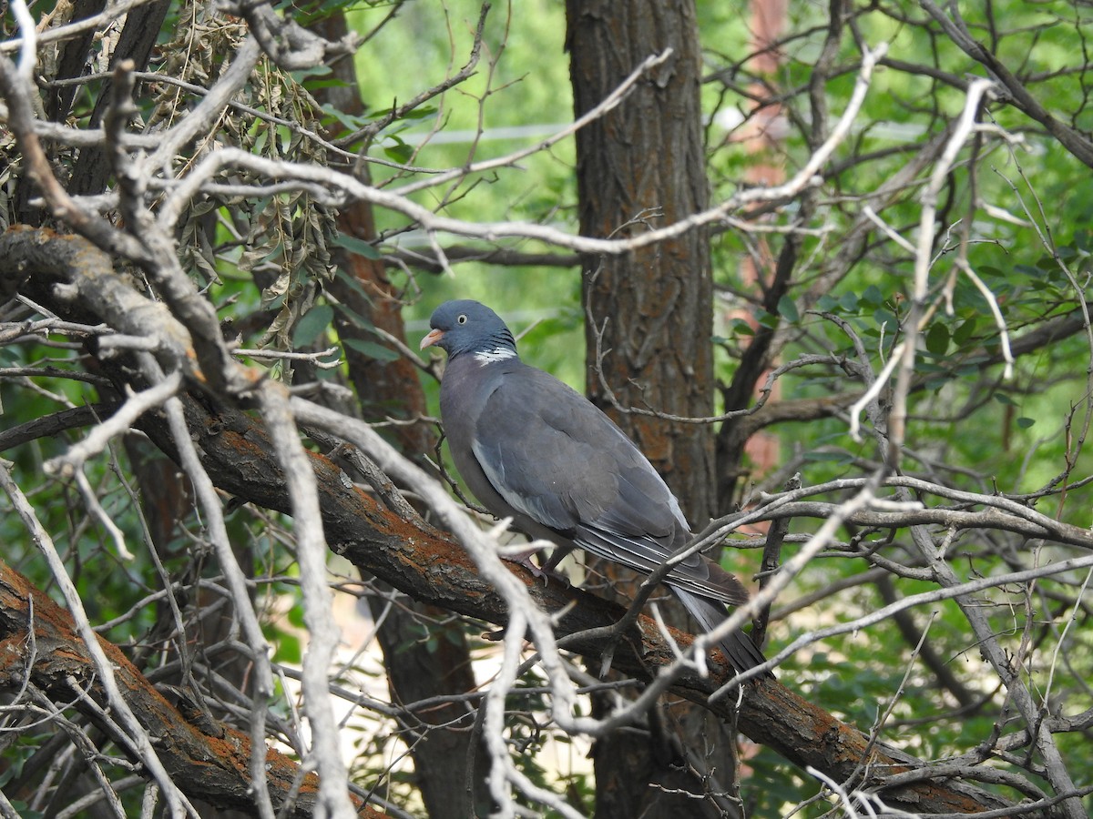 Common Wood-Pigeon - ML583266641