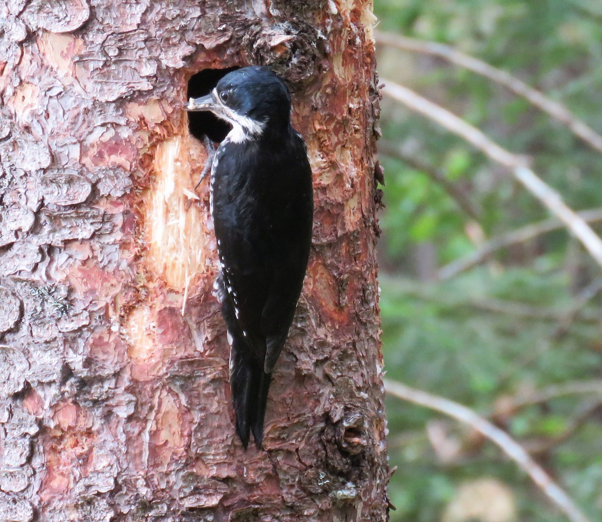 Black-backed Woodpecker - ML583266661