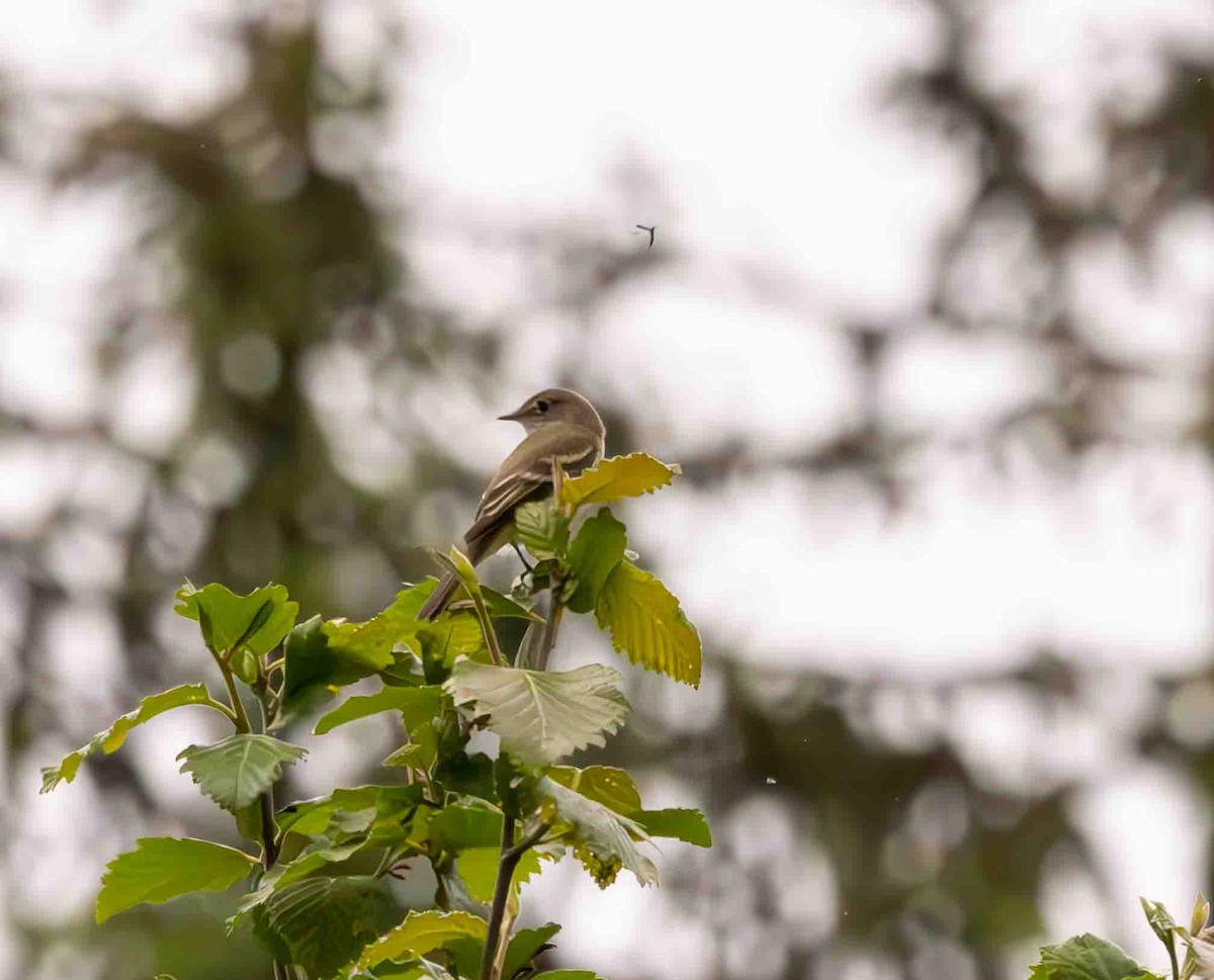 Alder Flycatcher - Scott Fischer