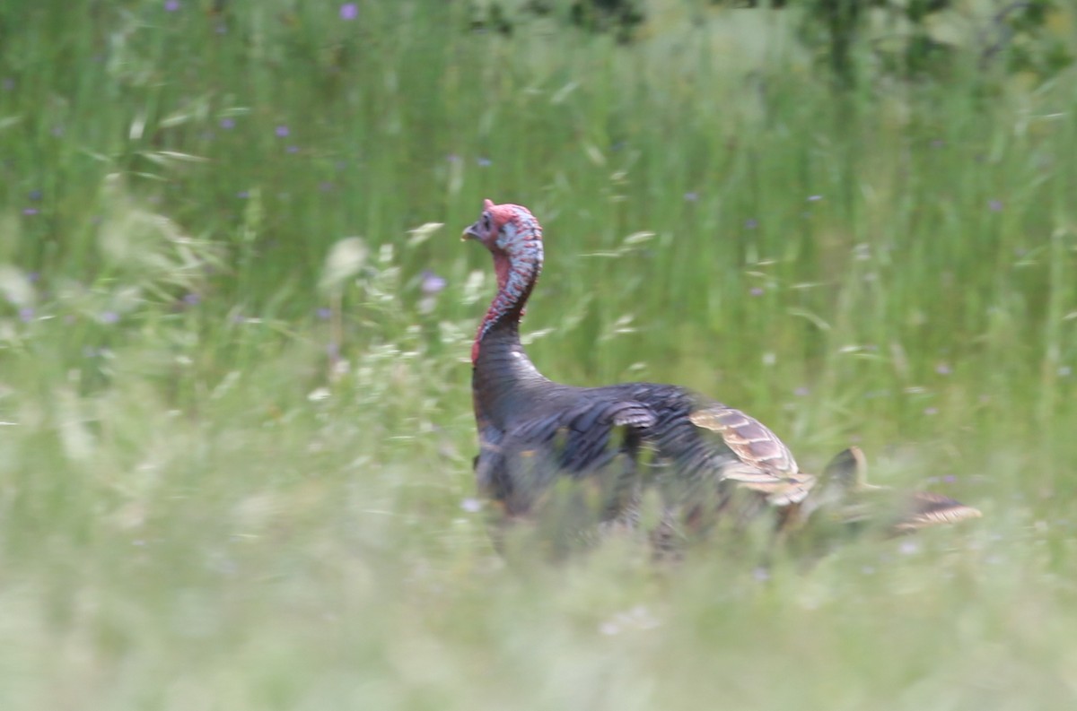 Wild Turkey - ML58326771