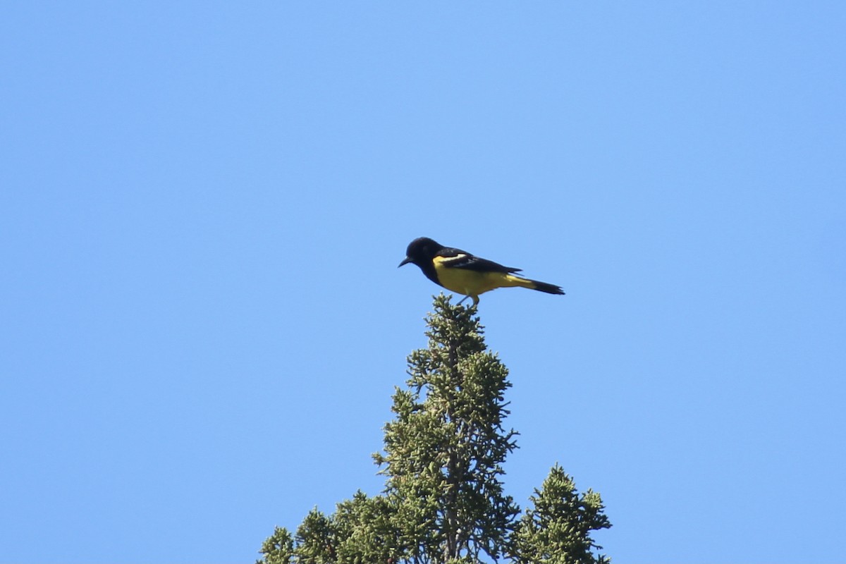 Oriole jaune-verdâtre - ML583268701