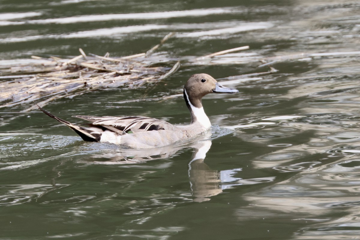 Northern Pintail - ML583269391