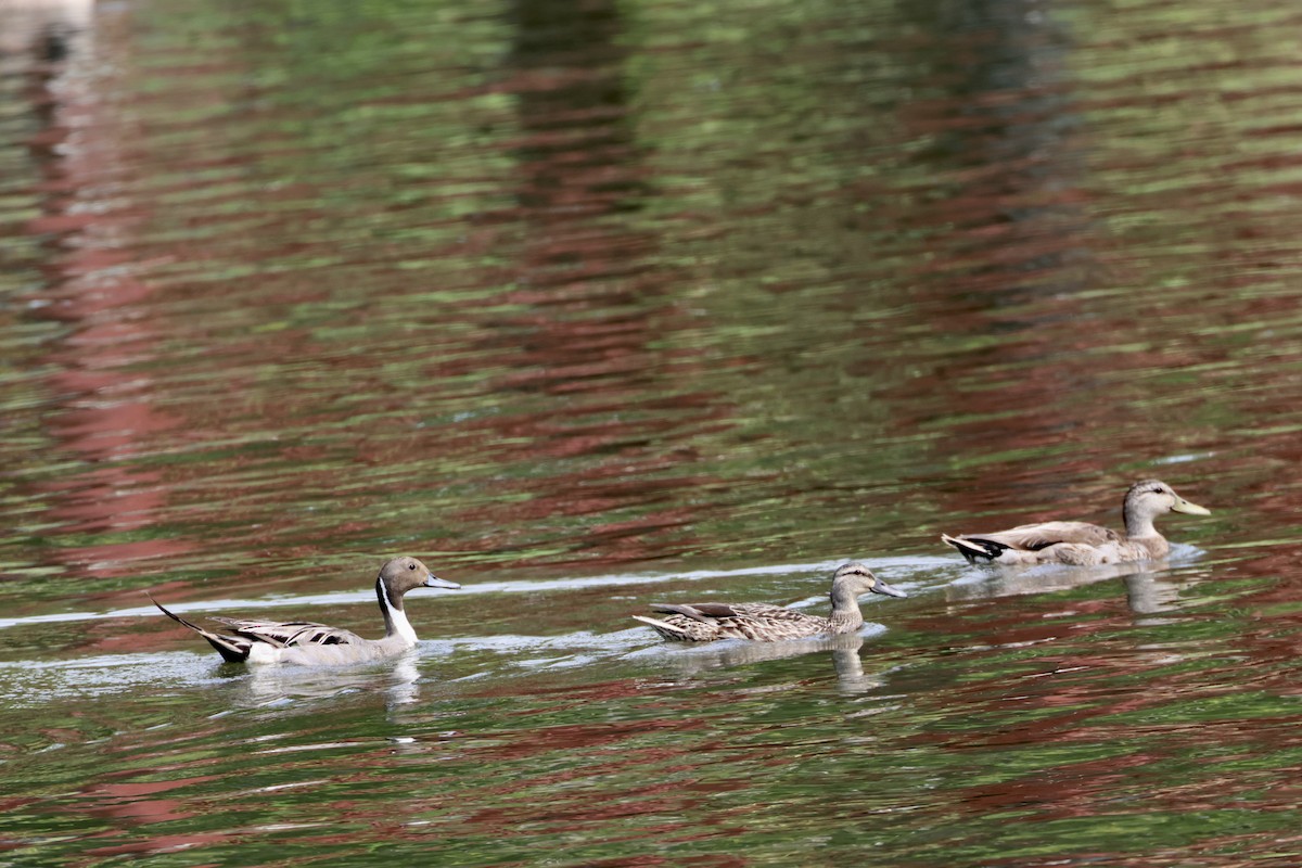 Northern Pintail - ML583269401