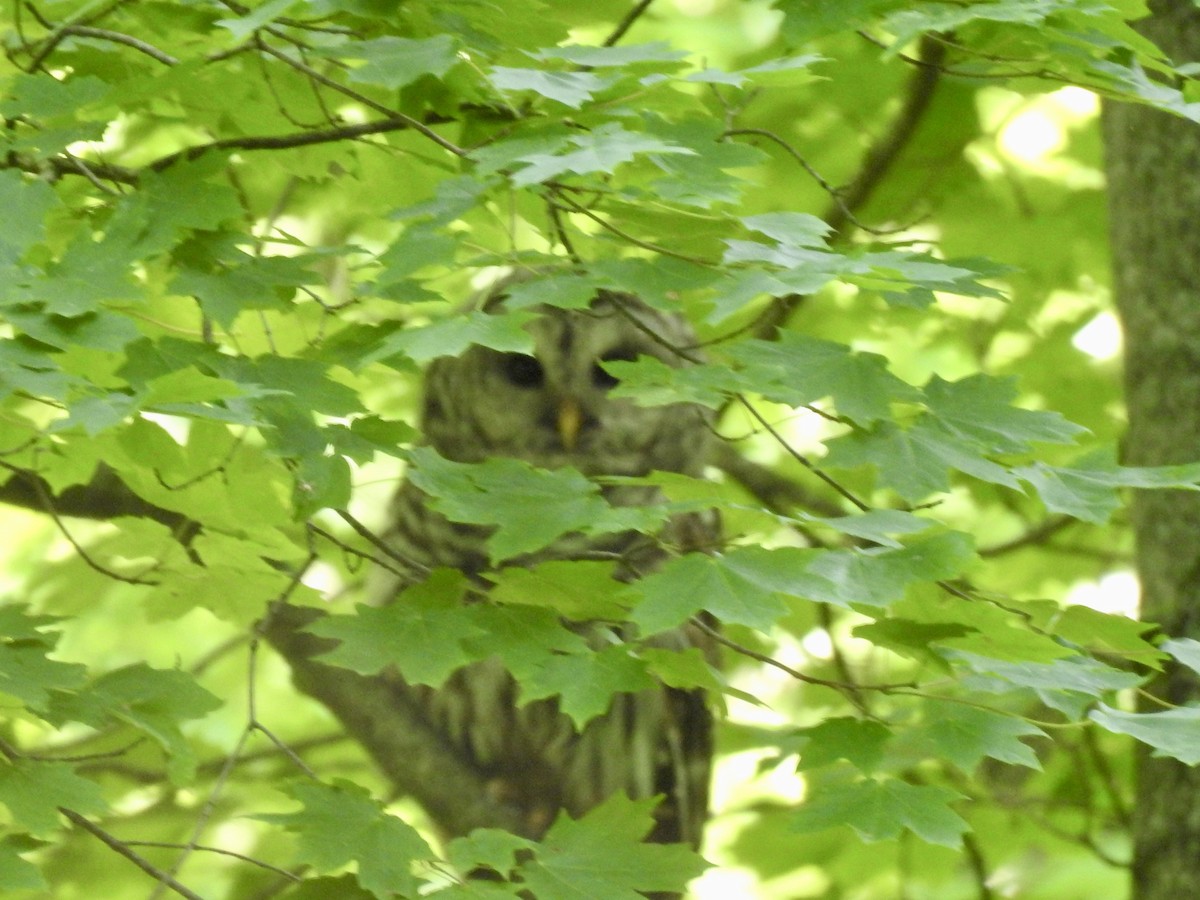 Barred Owl - ML583269501