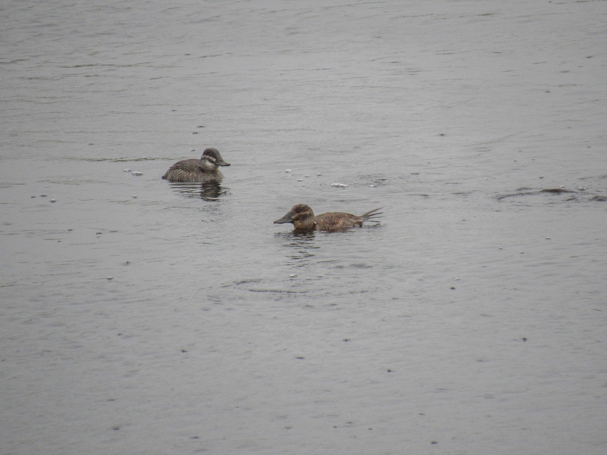 Lake Duck - Luis  Weymar Junior