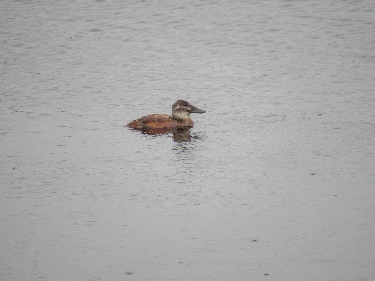 Lake Duck - Luis  Weymar Junior