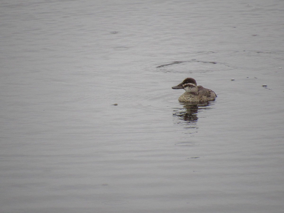 Lake Duck - Luis  Weymar Junior