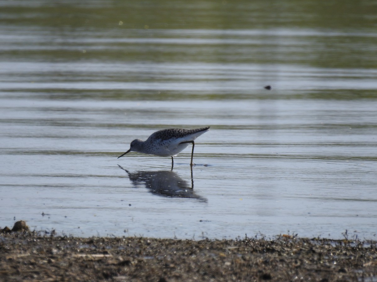 Marsh Sandpiper - Yusuf Durmuş