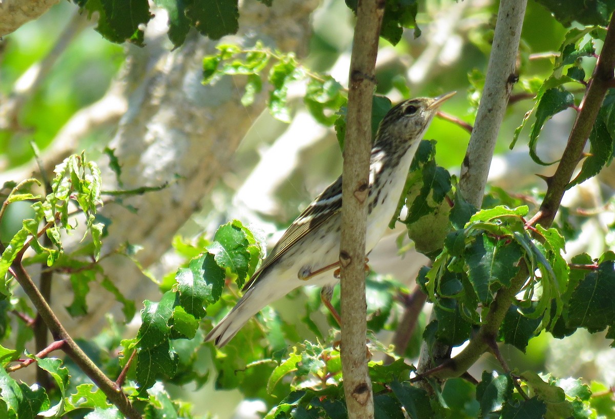 Blackpoll Warbler - ML58327231