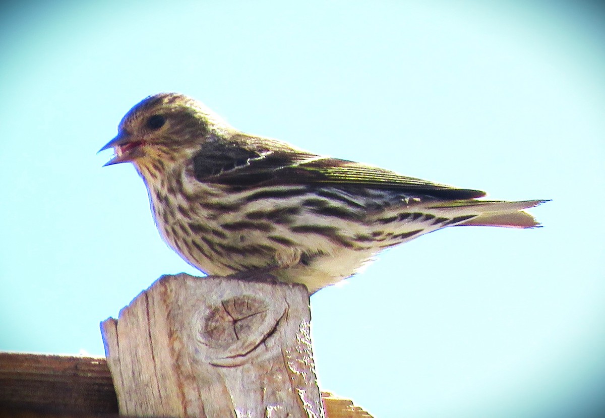 Pine Siskin - Joel McIntyre