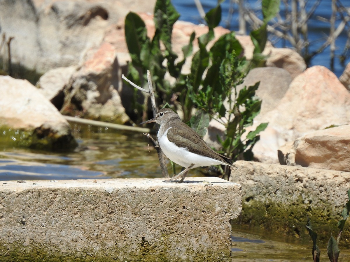 Common Sandpiper - ML583273181