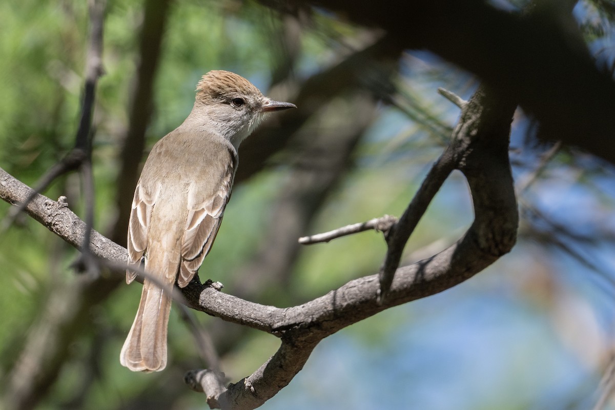 Brown-crested Flycatcher - ML583273341