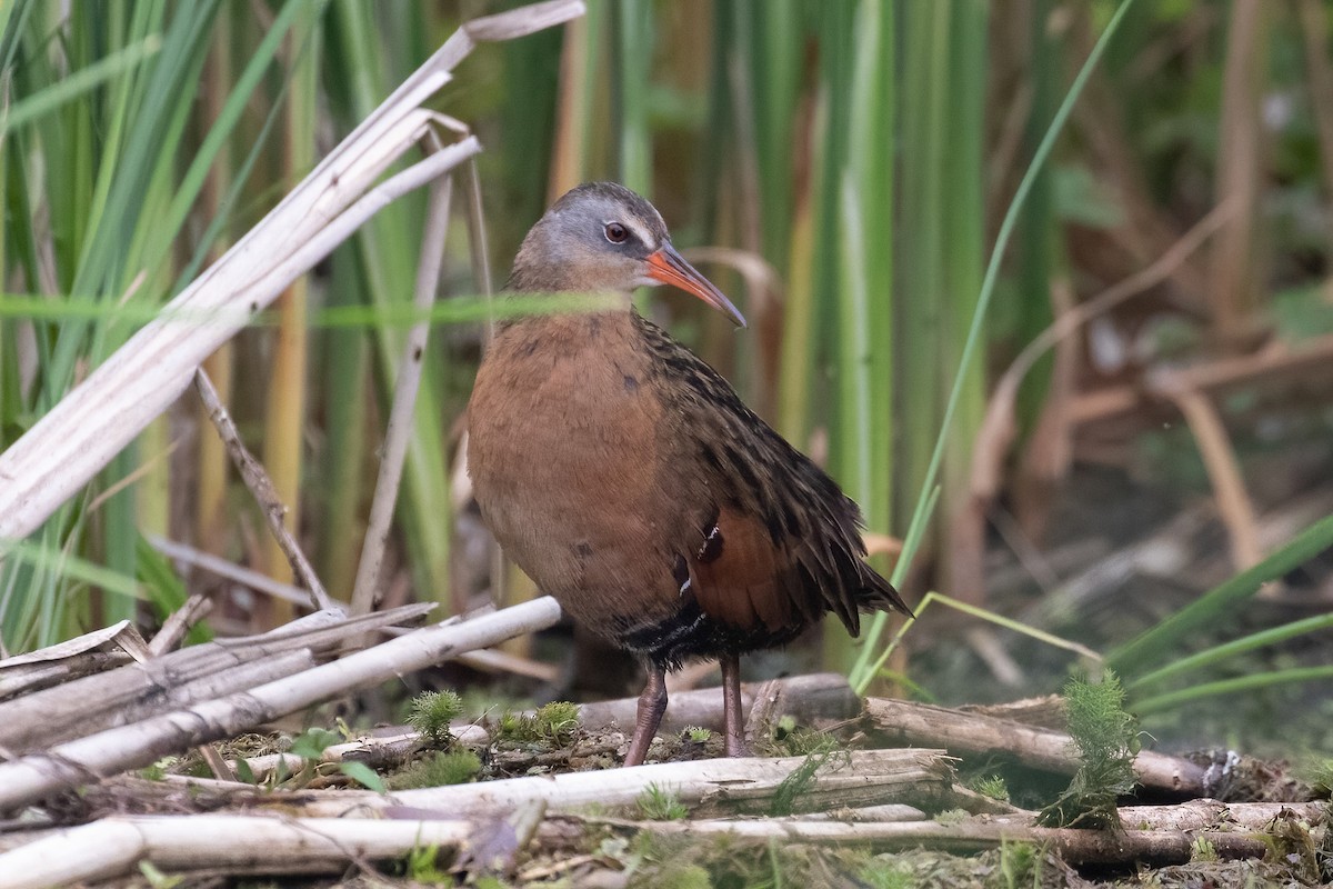 Virginia Rail - Anthony Glenesk