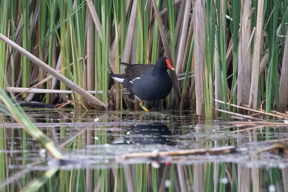 Common Gallinule - Anthony Glenesk